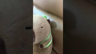 A new type of sports lens. #giftideas #plush #plushtoys #capybara #funny #photography