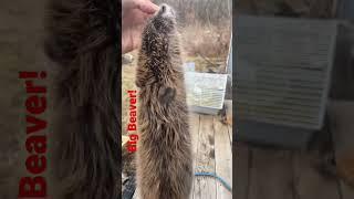 Big Beaver!#shorts #hunting #trapping #beavers #youtube #subscribe #viral #animals #outdoors #nature