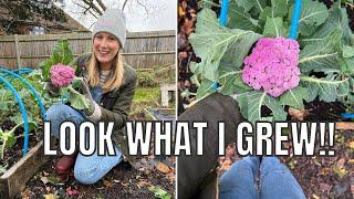 LOOK AT THIS CAULIFLOWER! / ALLOTMENT GARDENING UK