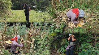 "Naga Village girl Harvesting maize  at jhum field #(Leme vlog)