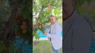 Абрикосы