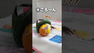 インコ芸4連発！【シロハラインコ】 #shorts