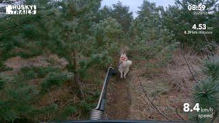 Husky Dogscooter: Boswachterij Kootwijk - Veluwe (2020/12/06)