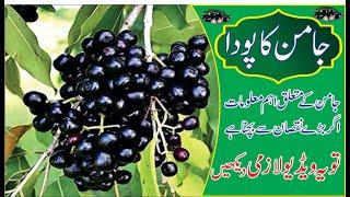 Jamun Tree a Nutritional and Medicinal Wonder.