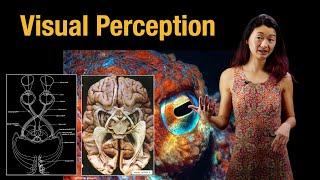 Visual perception | Retina, photoreceptors, and rhodopsin