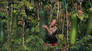 Grandma uses 300 kilograms of winter melon to make winter melon candy for her neighbors