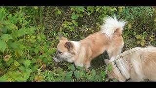 Steinunn's Kennel - Blackberry season!