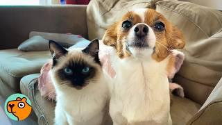 Bossy Jack Russel Was Lonely, Until Cat Changed Everything | Cuddle Buddies