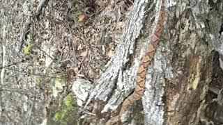 Copperhead Educational Video Gone Wrong | DO NOT Free Hand Venomous Snakes