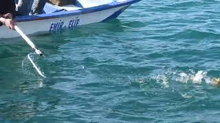 Рыбалка на Средиземном море. кефаль на удочку. Алания, Турция| Caught a mullet on a bait. Alanya