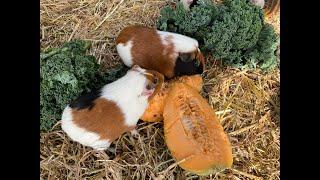 Guinea pigs and me having a great start to the day