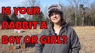 Male or Female Rabbit?  How to Tell the Difference.