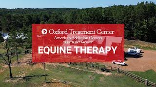 Equine Therapy for Addiction Treatment | Healing Through Horses