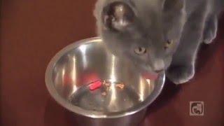 Giving Your Cat a Pill or Capsule Part 1 Introduction