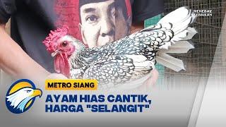 Ayam Hias Cantik, Harga "Selangit"