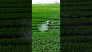 Spray To Prevent Diseases #satisfying #farming