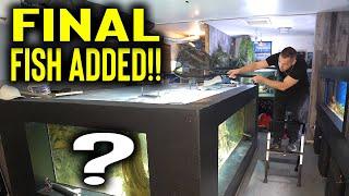 NEW fish in the MONSTER aquarium! Acara go in the south american fish tank! The king of DIY