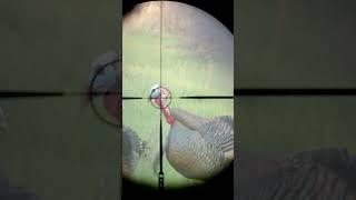 Longbeard XR VS. Turkey At 10 Steps..   #turkeyseason24 #hunting #winchester #spring