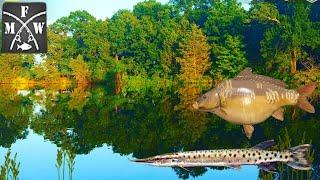 Spotted Pike, Salmon, Mirror Carp, Zander | My Fishing World