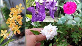 Different flowers with different beauties | satisfying videos