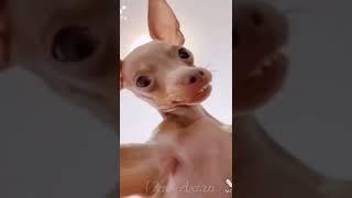 못생겨서 죄송합니다. Funny dog video. https://www.youtube.com/watch?v=q-CZ2-WEu54