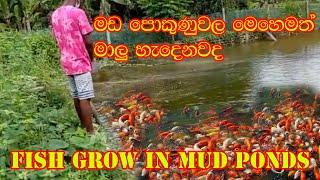 Mud Pond Fish farming