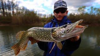 Varaličarenje štuke u proljeće - jezero Zvirište / 4K