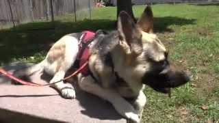 Service Dogs Help Veterans Suffering From PTSD