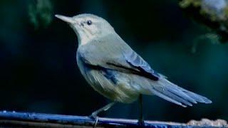 Blyth's Reed Warbler Bird