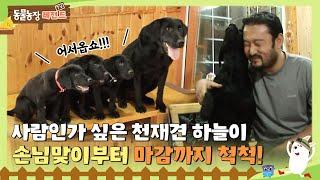 [TV 동물농장 레전드/SUB] 사실... 사람이 아닐까? 싶은 천재견 하늘이 손님맞이부터 마감까지 척척! #TV동물농장 #AnimalFarm #SBSstory