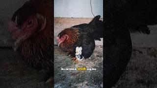 Pengorbanan induk ayam yang menyedihkan