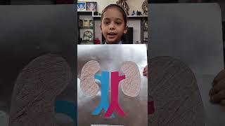 KIDS MINI PROJECT - #skills #like  #science #education #school #learning #kidney #youtube #summer