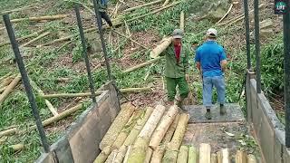 Timber exploitation and transportation , mountain life