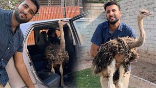 Es Ki Jga Kon Sa Animal Ara Hai?? Bye Bye Ostrich 