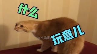 #搞笑 #tiktok  #funny #LOL #funny video #shorts 高手老师#集结吧光合创作者 #搞笑配音视频 #正能量