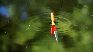 Float & maggots: summer fishing in a local canal in Ireland. Tench, bream, early morning.