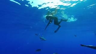 Gear is usually supplied by Blue Water Hunter Hawaii Spearfishing Charters (808) 938-1901