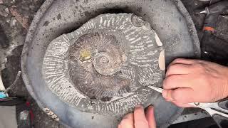 This Giant Fossil Was Impressive… Until We Found What Was NEXT to It!
