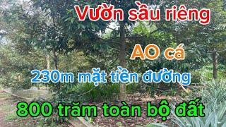 Vườn sầu riêng ao cá yên bình cảnh quê hương