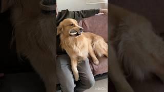 Archie Showing  favourite toys  #archie #new #pets #goldenretriever #trending #viralvideo #petlover