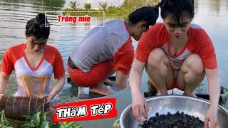 Buổi chiều em gái đi trồng mía và lặn thăm lợp tép và  ốc bất ổn #thanhgiangvlog