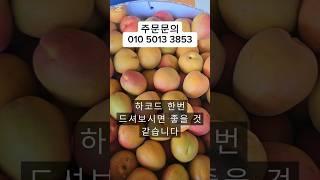 부드러운 단맛이 특징인 하코드살구 망고살구라고도 합니다 꼭드셔요 합니다#살구#하코드살구#하코드#제철과일#