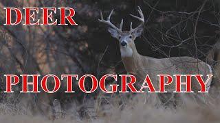 WILDLIFE PHOTOGRAPHY DEER