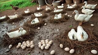 Harvesting Duck Eggs - Free Range Duck Raising - Duck Farm Business