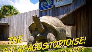 Galapagos Tortoises