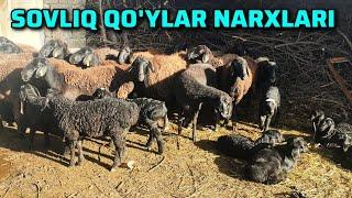 Olmaliq. ONA BOLA QO'YLAR VA QO'CHQORLAR NARXLARI