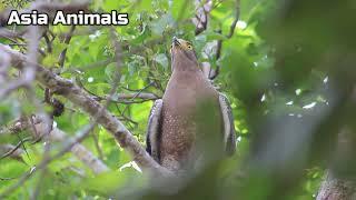 Crested Serpent Eagle Sound |Asia Animals|