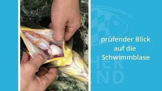 So versorgt ihr einen Fisch - gezeigt an einer Schleie