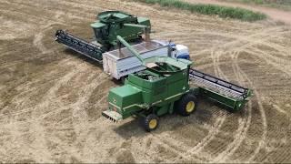 Feely Farms 2024 Wheat Harvest