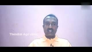 தக்காளியைத் தாக்கும் காய்ப்புழு கட்டுப்பாட்டு முறைகள்/Thendral Agri clinic/தக்காளி சாகுபடி முறைகள்